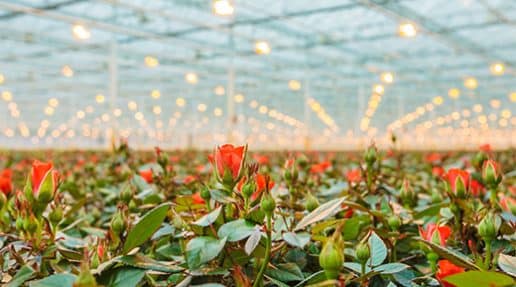 Corporate Forward: Blooming Success