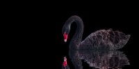 Black Swan events: How can treasurers mitigate risk?