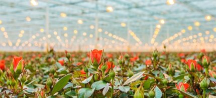 Case Study: How a UK Horticulture Business Stabilised €700k Monthly Payments with Flexible Forwards